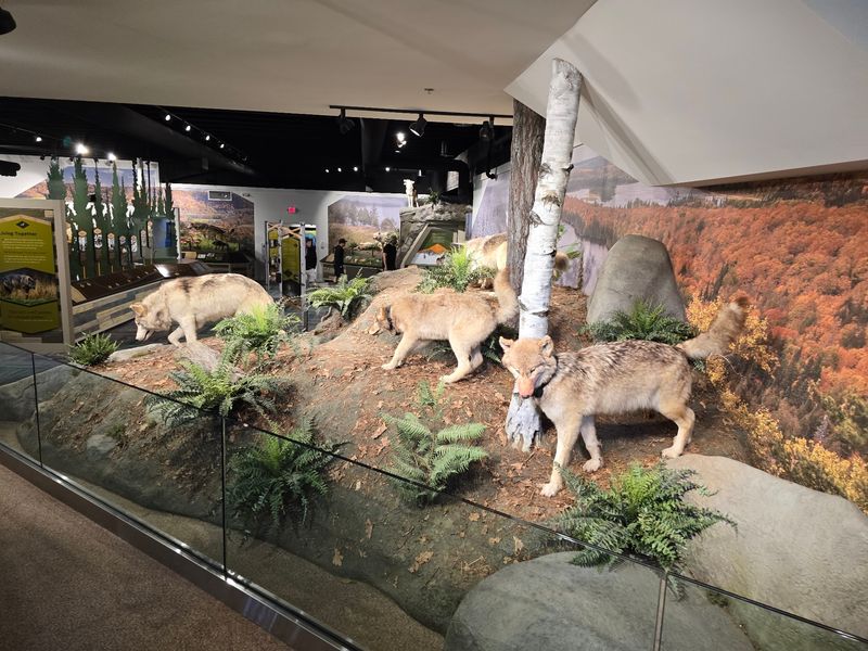 Exhibits Packed With Wolf Wisdom