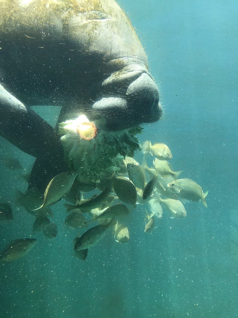 Eye to Eye With Manatees Inside the Fishbowl Eye to Eye With Manatees Inside the Fishbowl