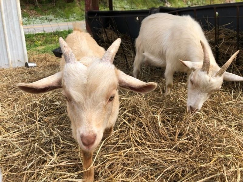 Faeryland's Farm