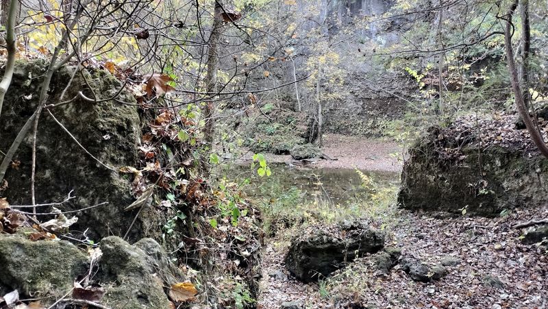 Fall Color in the Forest
