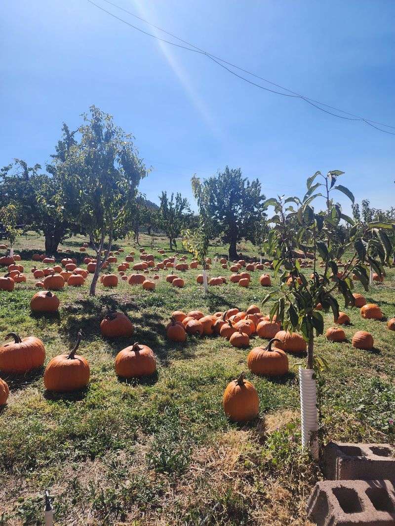 Fall Events Beyond the Fruit