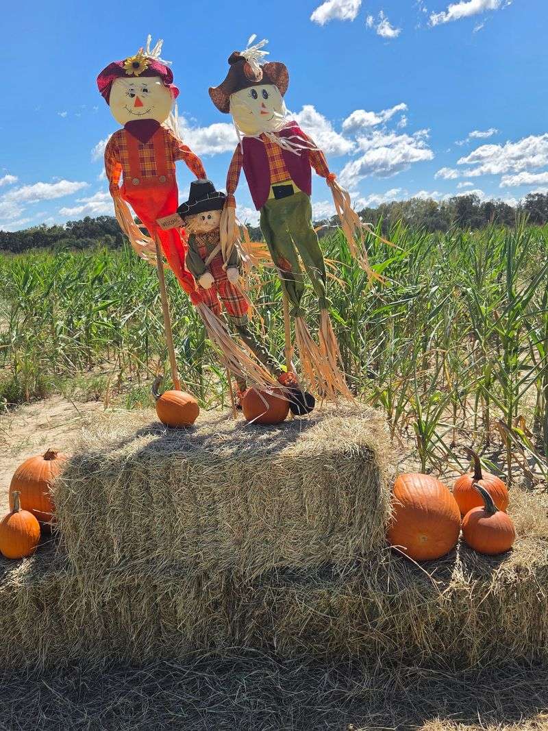 Fall Fun With Pumpkins And A Corn Maze