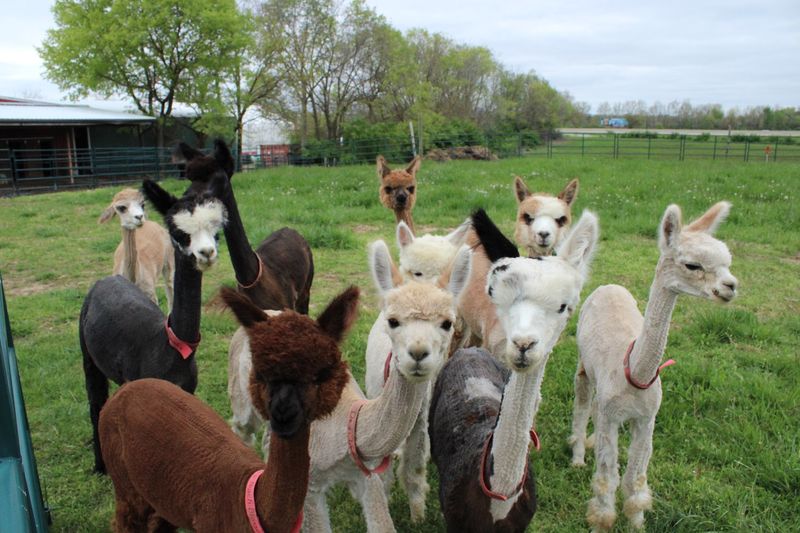 Farm Days And Seasonal Events