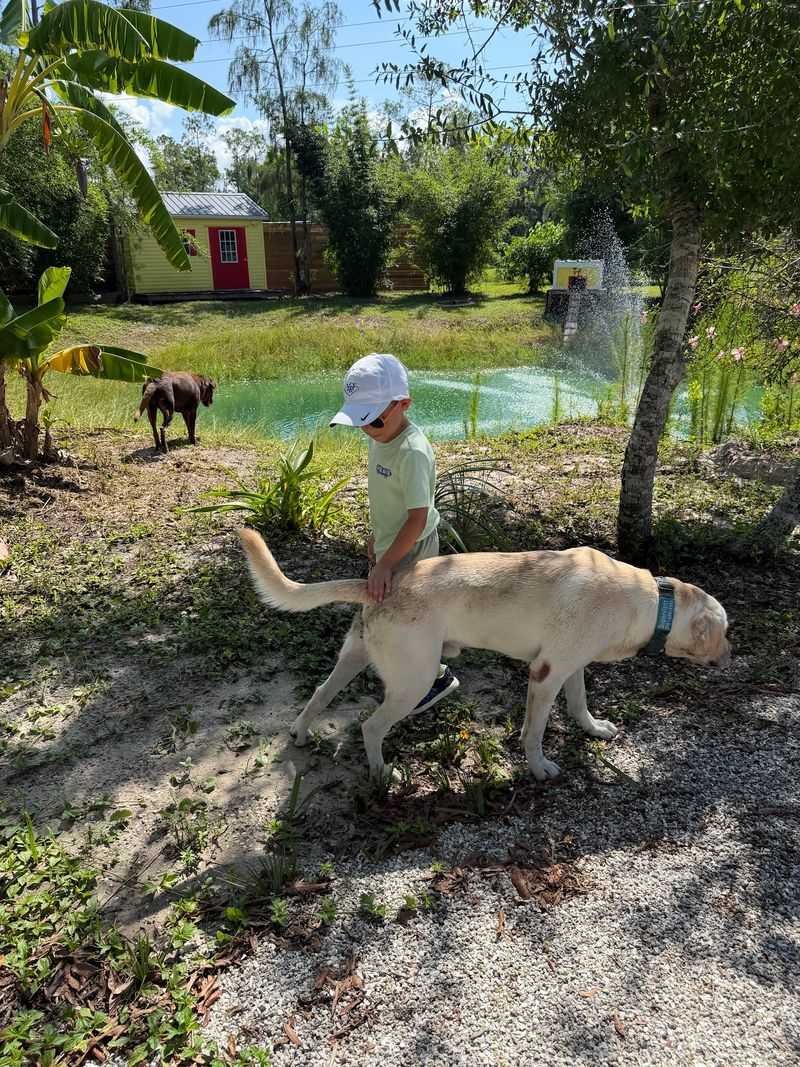 Farm Dogs Who Act Like Tour Guides Farm Dogs Who Act Like Tour Guides