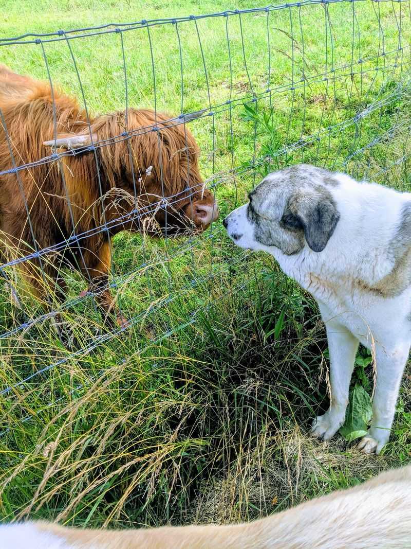 Farm Pups Who Love Company Farm Pups Who Love Company