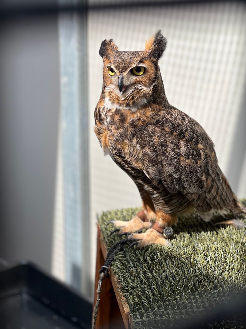 Feathered Ambassadors With Big Personalities