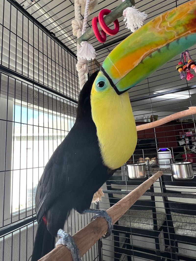 Feathered Celebrities With Party Tricks
