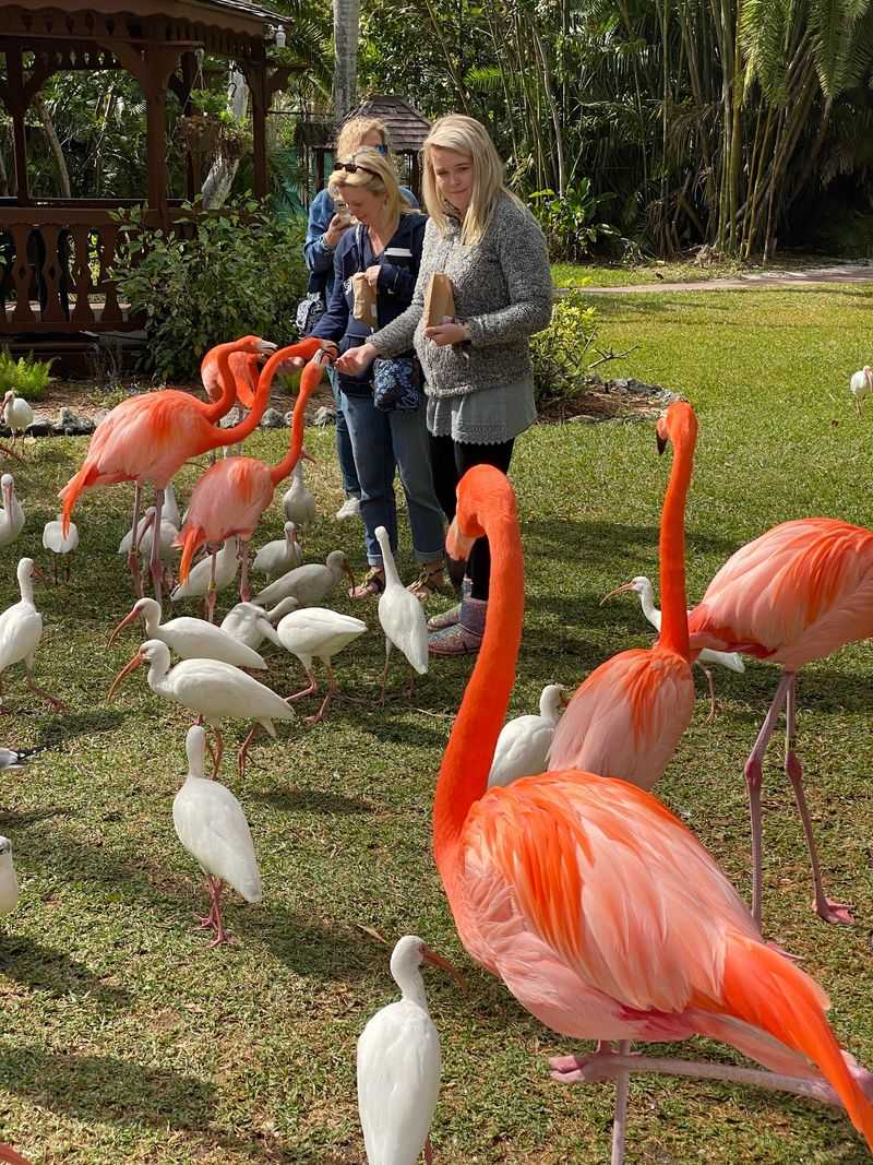 Feathered Hand-Feeding and the Lorikeet Question