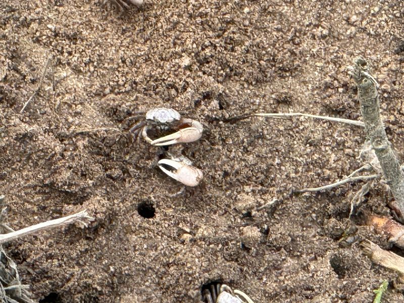 Fiddler Crab Parade