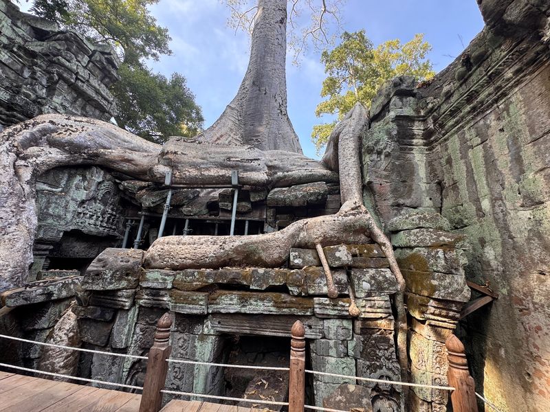 Fig and Kapok Giants