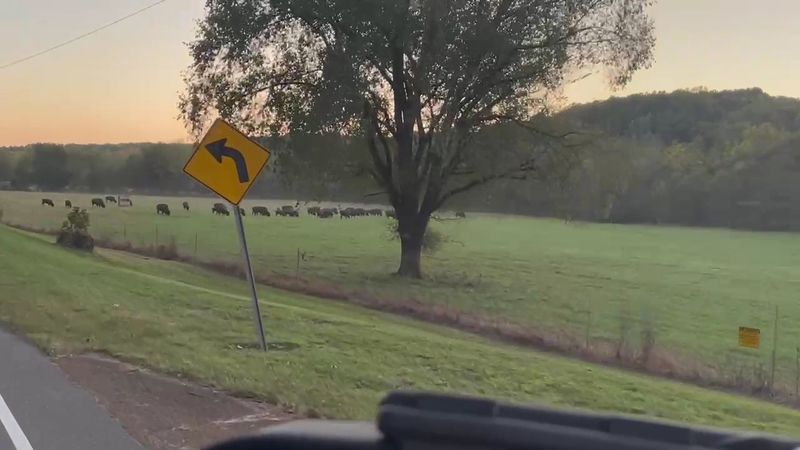 Finding Your Way to TN-49