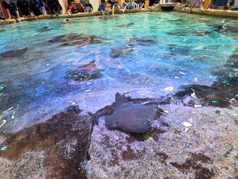 Fingertips Meet Fins at the Stingray Touch Pool