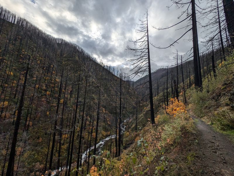 Fire Damage and a Slow Recovery