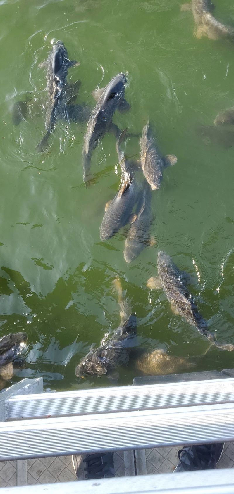 Fish That Show Up Before the Food Does
