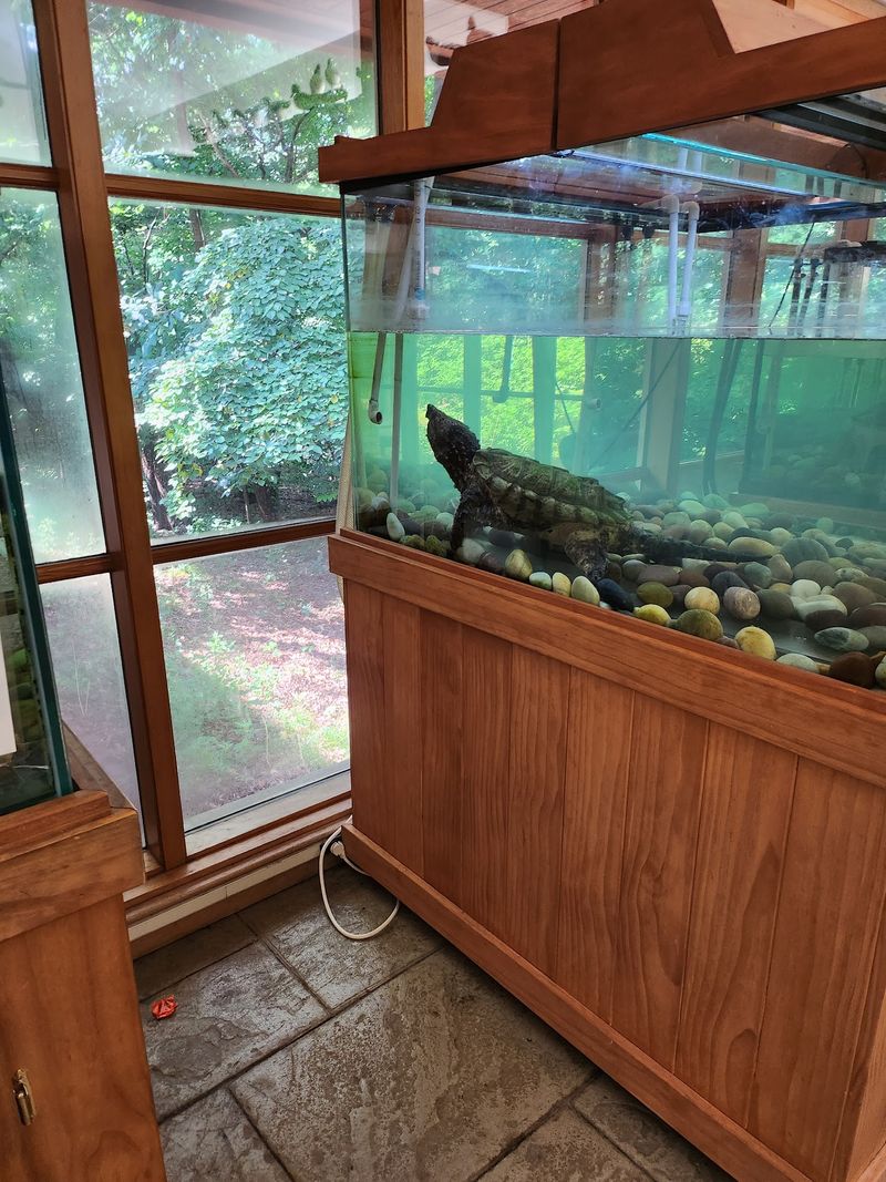 Fish, Turtles, and a Busy Beehive