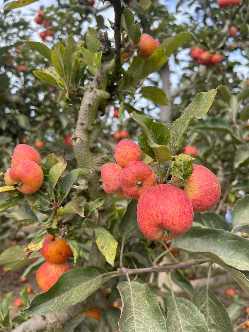 Five Acres That Grew Into a Legacy