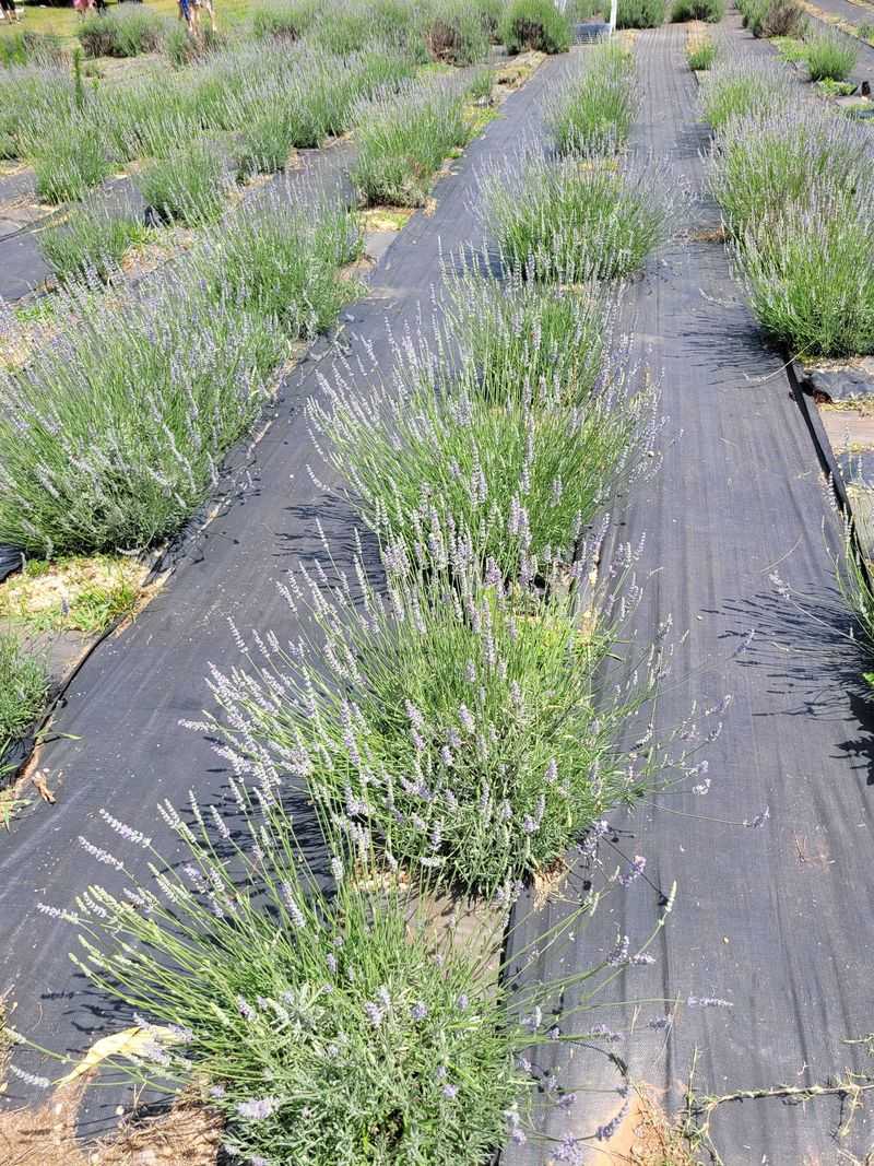 Five Thousand Lavender Plants and Counting Five Thousand Lavender Plants and Counting