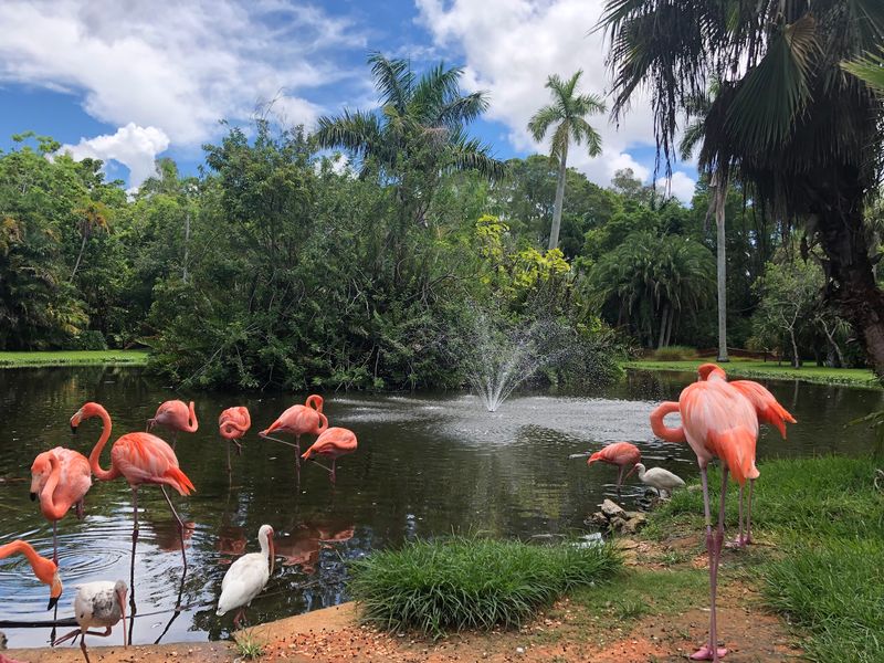 Flamingos Strolling Right Beside the Trail