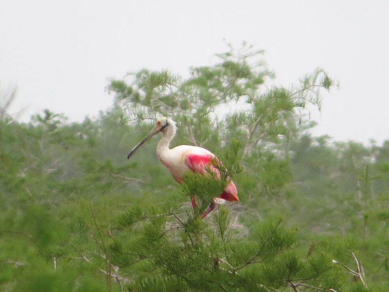 Florida: Roseate Spoonbill, Everglades National Park, Florida Florida: Roseate Spoonbill, Everglades National Park, Florida