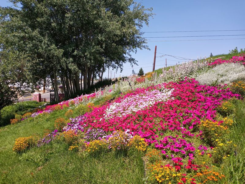Flowers That Handle a Short Season