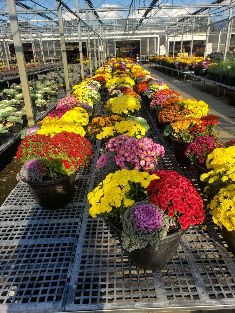 Flowers for More Than One Season Flowers for More Than One Season