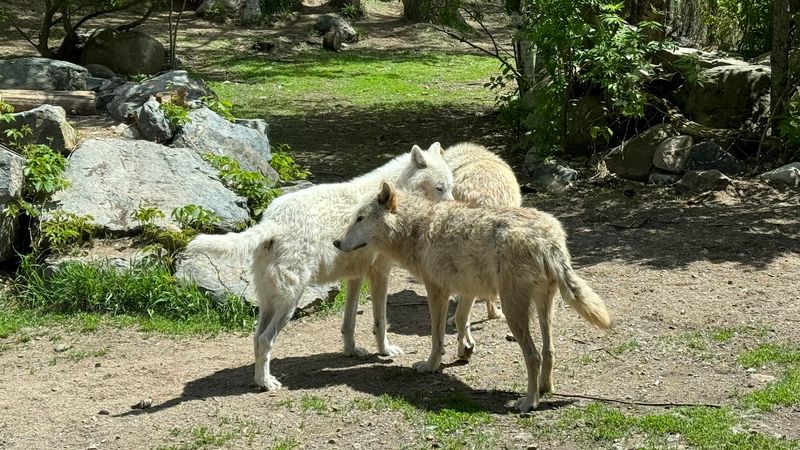 Fluffy Summer Pups Steal Every Scene