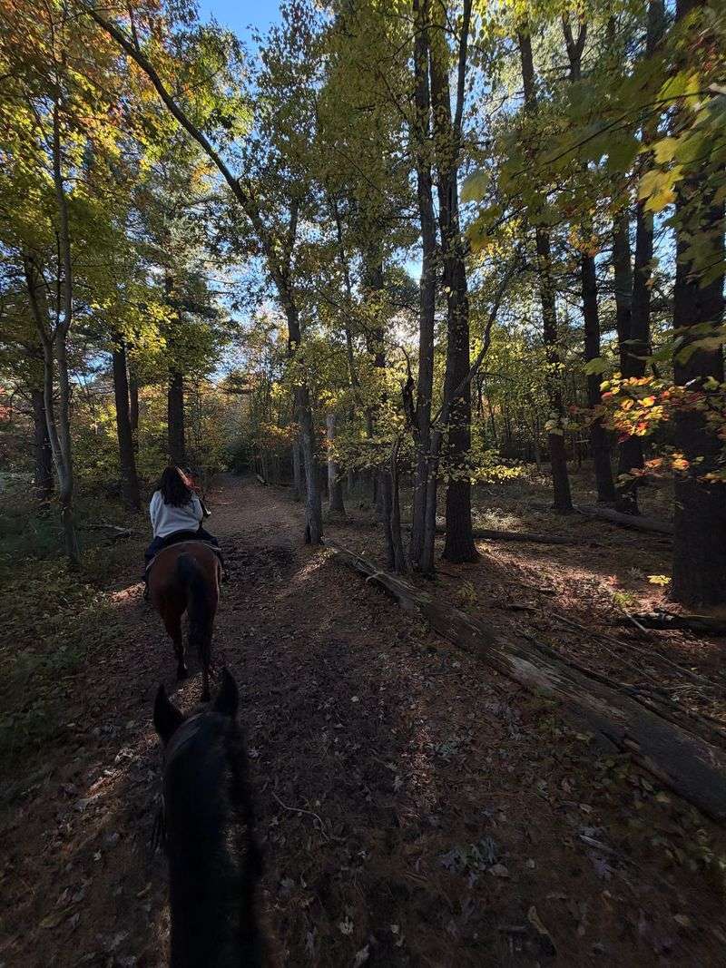 Foliage From the Saddle