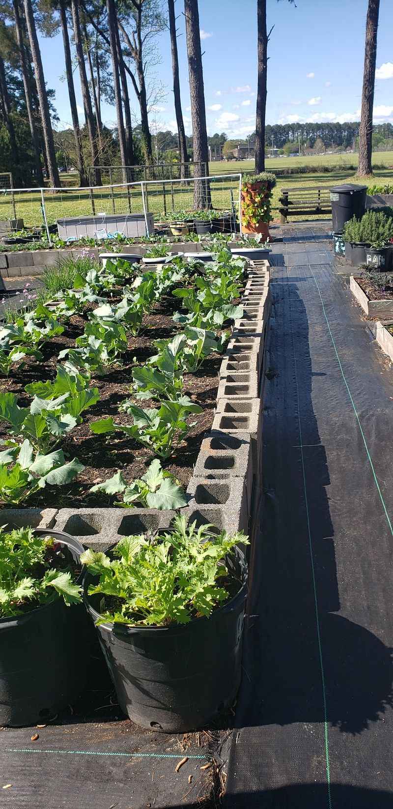 Food Plants Behind the Greenhouses
