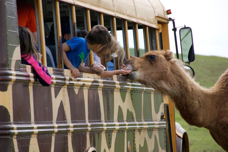 Fort Chiswell Animal Park, Max Meadows, Virginia Fort Chiswell Animal Park, Max Meadows, Virginia