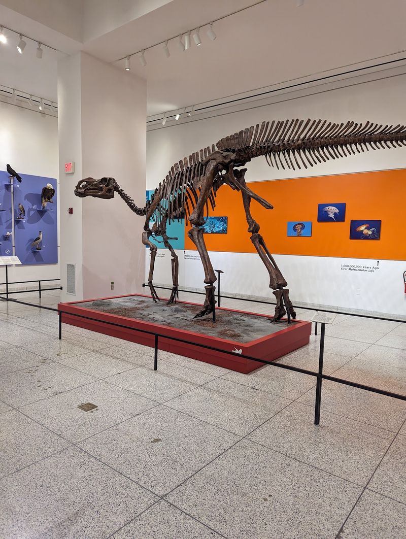 Fossils With a New Jersey Focus