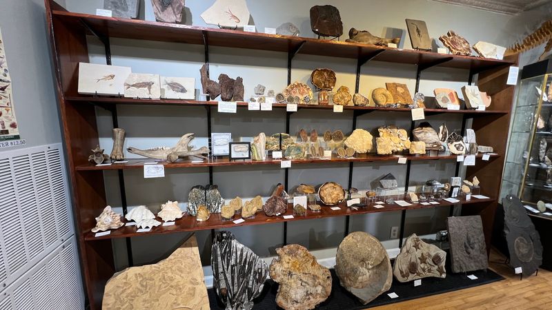 Fossils Worth Taking Home Fossils Worth Taking Home
