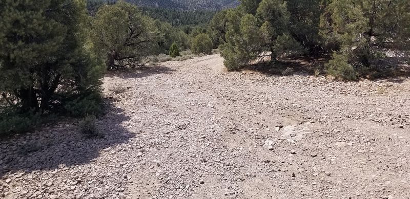 Fossils and Other Surprises