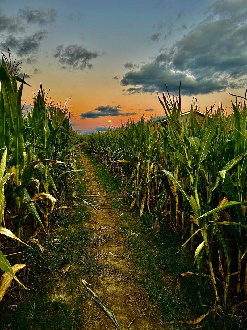 Four Mazes of Corn Taller Than Dad Four Mazes of Corn Taller Than Dad