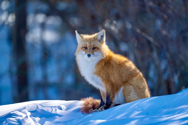 Foxes, Owls, and a Surprising Vulture Foxes, Owls, and a Surprising Vulture