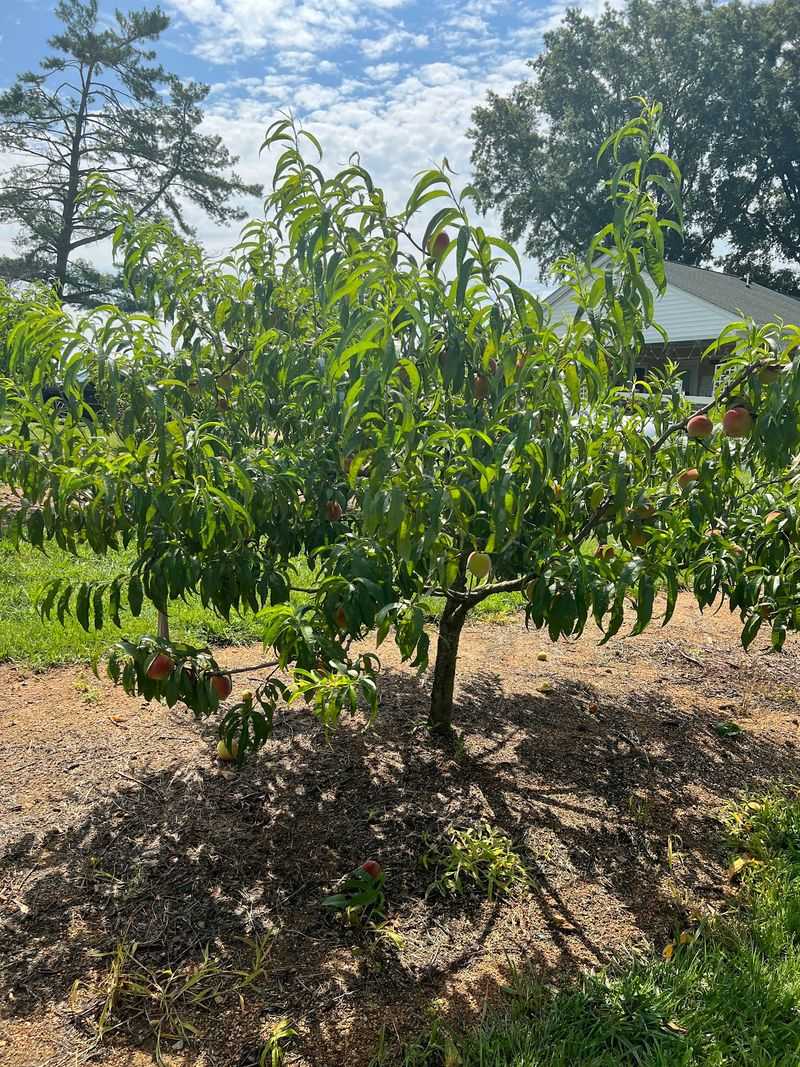 Free Lessons in Growing Good Peaches