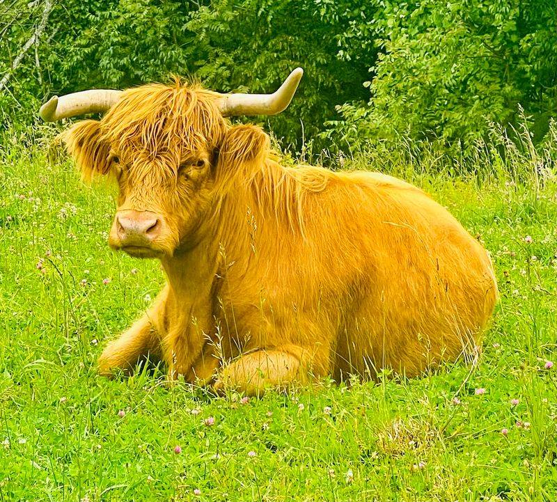 Free-Roaming Herd, Honest Expectations Free-Roaming Herd, Honest Expectations