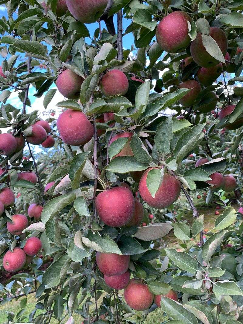 Fresh-Pressed Cider, Hot or Frozen
