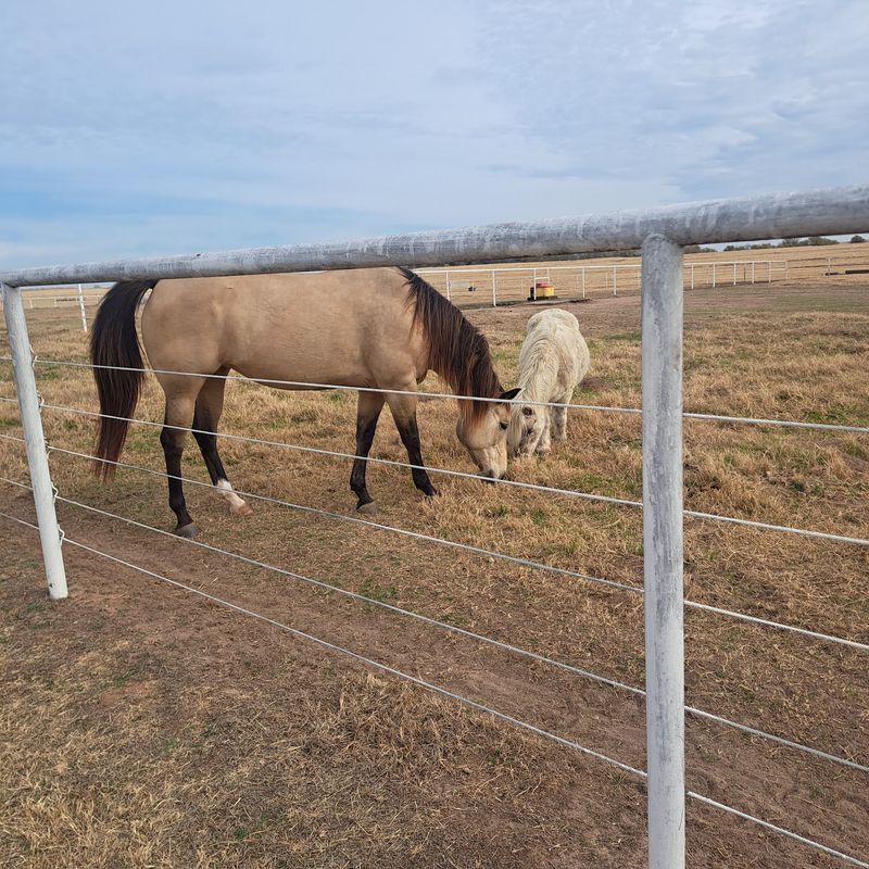 Friendly Extras Beyond the Big Horses