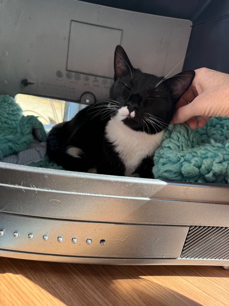Friendly Staff Who Put Kitties First