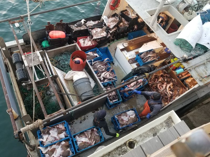Front Row Seats to the Day's Catch
