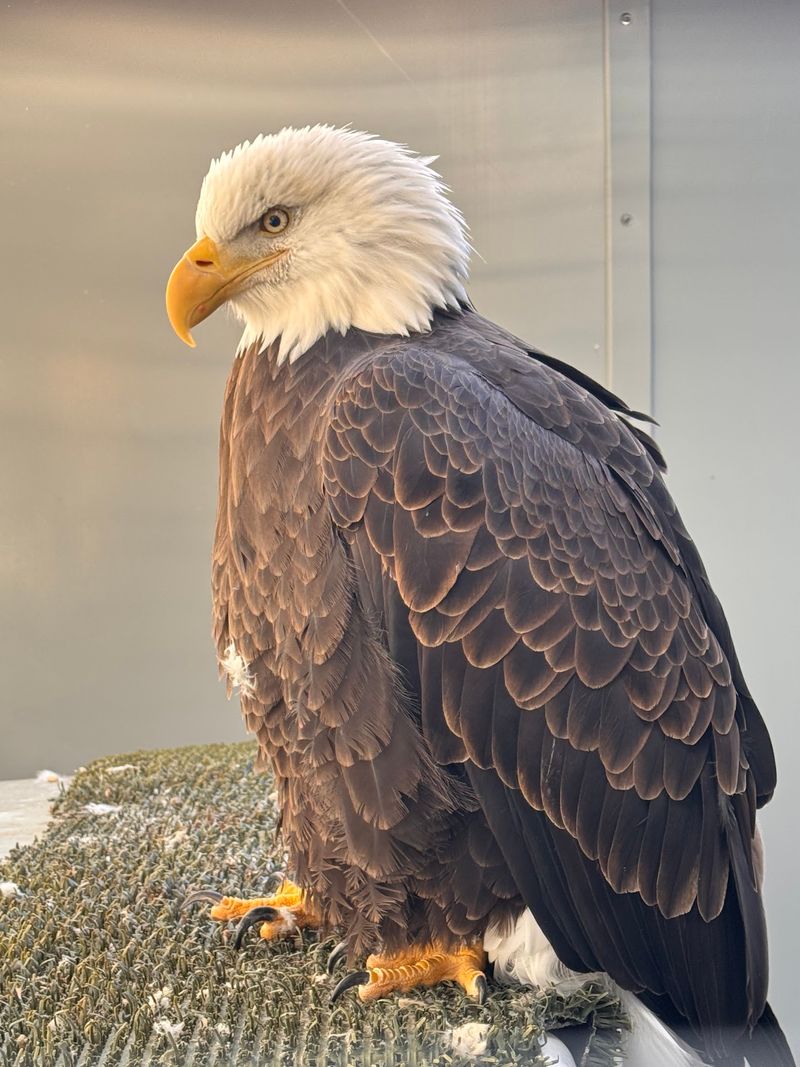 Gabbert Raptor Center, St Paul, MN Gabbert Raptor Center, St Paul, MN