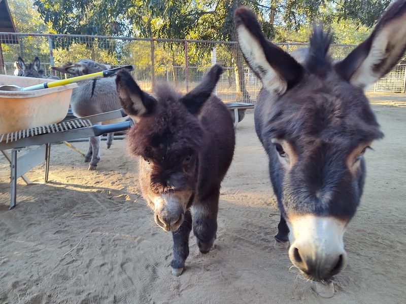 Gails Mini-Donkey Ranch, Los Molinos, California Gails Mini-Donkey Ranch, Los Molinos, California