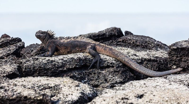Galápagos Islands, Ecuador: Marine Iguanas
