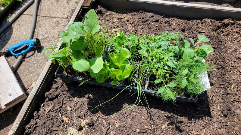 Garden Plants, Coupons, and Small Perks Garden Plants, Coupons, and Small Perks