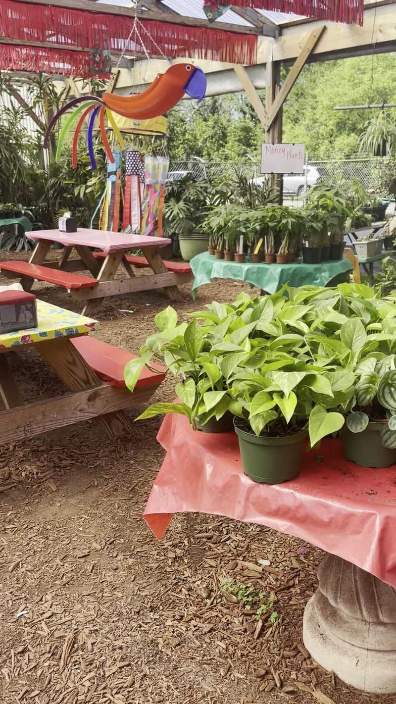 Garden Plants and Herbs to Carry Home Garden Plants and Herbs to Carry Home