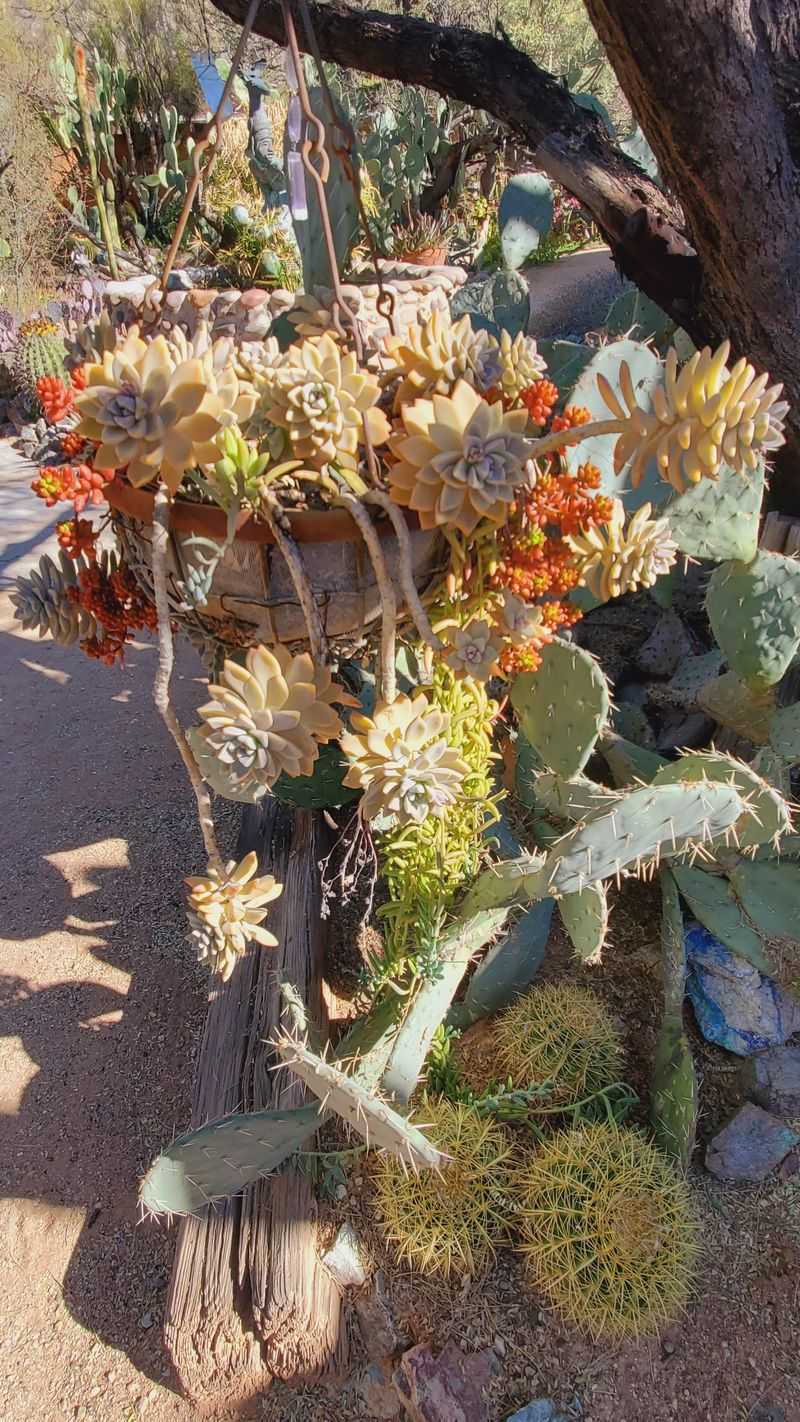Gardens, Cactus, and a Courtyard Gardens, Cactus, and a Courtyard