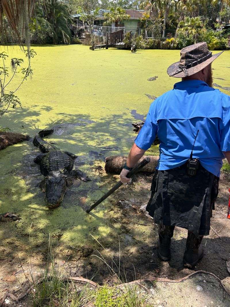 Gator Feeding Time, Featuring Plenty of Big Personalities Gator Feeding Time, Featuring Plenty of Big Personalities