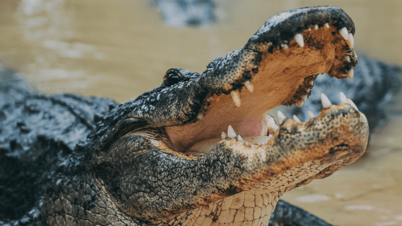 Gator Shows, Snack Time and Birds on Your Arm