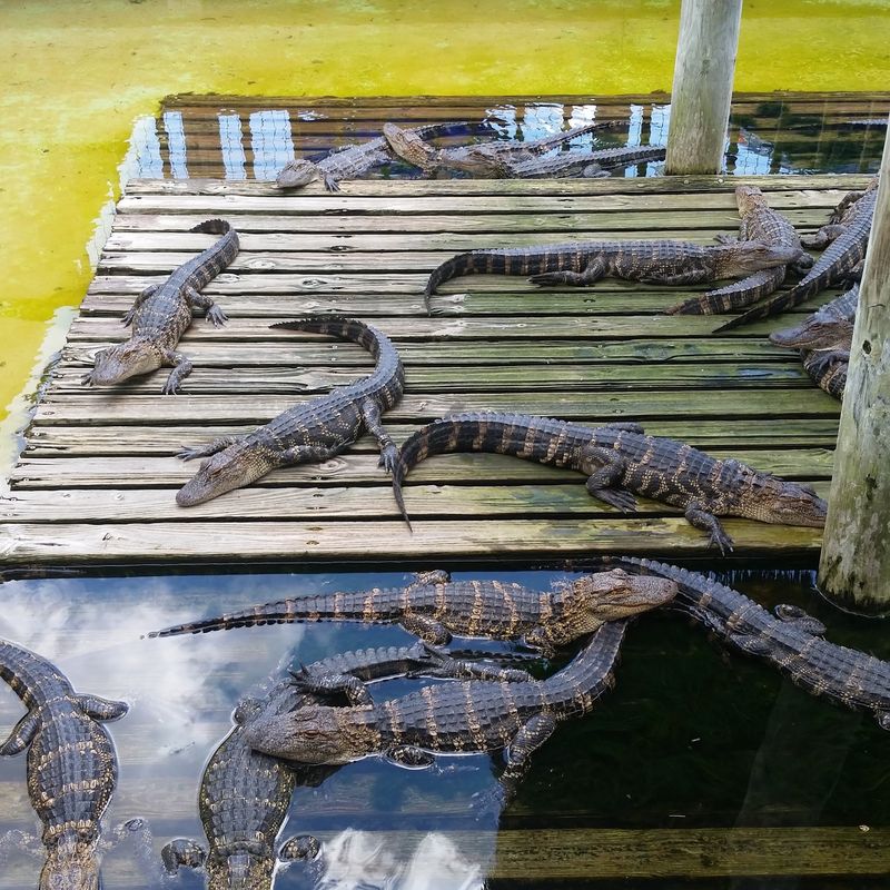 Gatorland