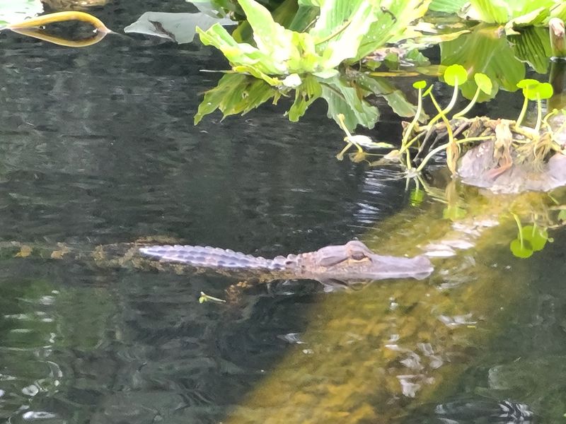 Gators, Bears, and a Zoo Without Fences Gators, Bears, and a Zoo Without Fences